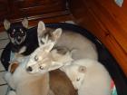 Indira s Dreams, Siberian Husky-Babies suchen flotten Schlitten