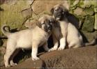 Sivas Kangal Welpen vom Bauernhof - der Freund & Wächter für Familie, Tiere & Gr