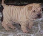 Shar-pei Welpen