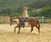 	HORSE BASICS - Westerntraining