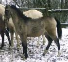 Welsh Ponystutfohlen Falbe