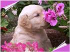 Kinderliebe Golden-Retriever Babys mit Pap. , super Eltern HD,ED frei