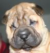 Shar pei welpen