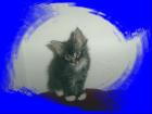 3 Maine Coon Kitten suchen noch ein neues Zuhause.