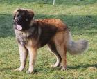 Leonberger sucht Freundin