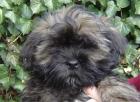 Lhasa Apso Welpen mit besten VDH / KTR Papieren