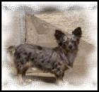 Langhaar Chihuahua Rüde,Blue Merle