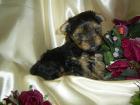 Yorkshire Terrier Welpe