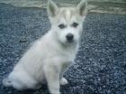 Reinrassige Siberian Husky Welpen aus Hobbyzucht