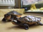 2 Rotwangen Schmuckschildkröten mit Aquarium   Zubehör