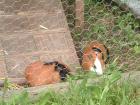 2 Meerschweinchen Liberty und Moritz