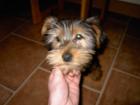 Yorkshire Terrier Welpe 10 wochen alt