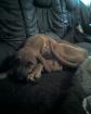 Gebe meine Rhodesian Ridgeback ab