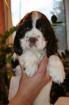 English springer spaniel Welpen