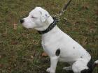 Dogo Argentino Mix sucht neue Familie