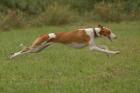 Podenco Ibicenco welpen