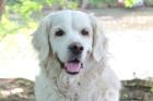 WHITE AMY - Golden Retriever - 9 Jahre - Tierhilfe-Franken e.V.
