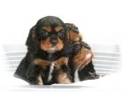 Cavalier-King-Charles-Spaniel Welpen mit ICR-Papieren  EU Impfausweis