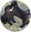 2 Kerry Blue Terrier Welpen  Rü  -ein Hund der auffällt