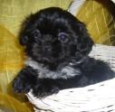 Shih Tzu Welpen