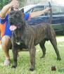 Dogo Canario Span. Champion Verpaarung