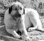 Kangal Welpen