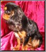 King charles spaniel