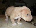 Brauner Pitt Bull Rednose Welpe