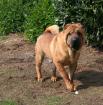 Faltenhunde Forum - der Shar Pei  www.faltenhunde-forum.de  Wir sind ein nettes