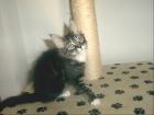 Süßes Maine Coon Kitten (weibchen) sucht neues Zuhause