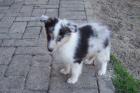 Sheltie-Welpen