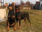 Dobermannwelpen