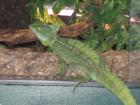 Stirnlappenbasilisk sucht zu Hause