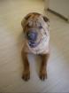 SHAR PEI(RÜDE)