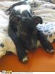 Staffordshire-Welpe sucht neues Zuhause