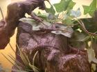 Blaue Stachelleguane  Sceloporus cyanogenys