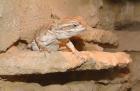 Suche Zwergbartagamen (Pogona henrylawsoni) jungtiere