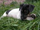 Jack Russel Welpen