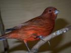 Roter Kanarienvogel Hahn abzugeben