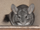 Chinchilla Dame sucht dringend Heim