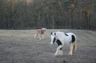 Biete Reitbeteiligung in Herzogenrath