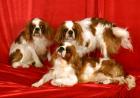 King Charles Spaniel