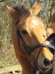 Biete RB auf Dt. Reitpony in Jasdorf