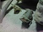 Bartagamen pogona vitticeps