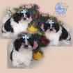 Shih tzu---shih tzu