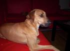 Leon der Familienhund