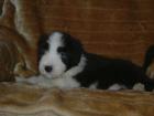 Bearded Collie Welpen Suchen Kuschelagenten