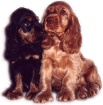 Cocker-Spaniels