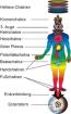 Fernseminar zur Aura- und Chakrenberater/In