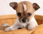 Große chihuahua  für Annahme. ..100euros